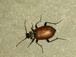 Imagem de Calosoma (Castrida) rufipenne Dejean 1831