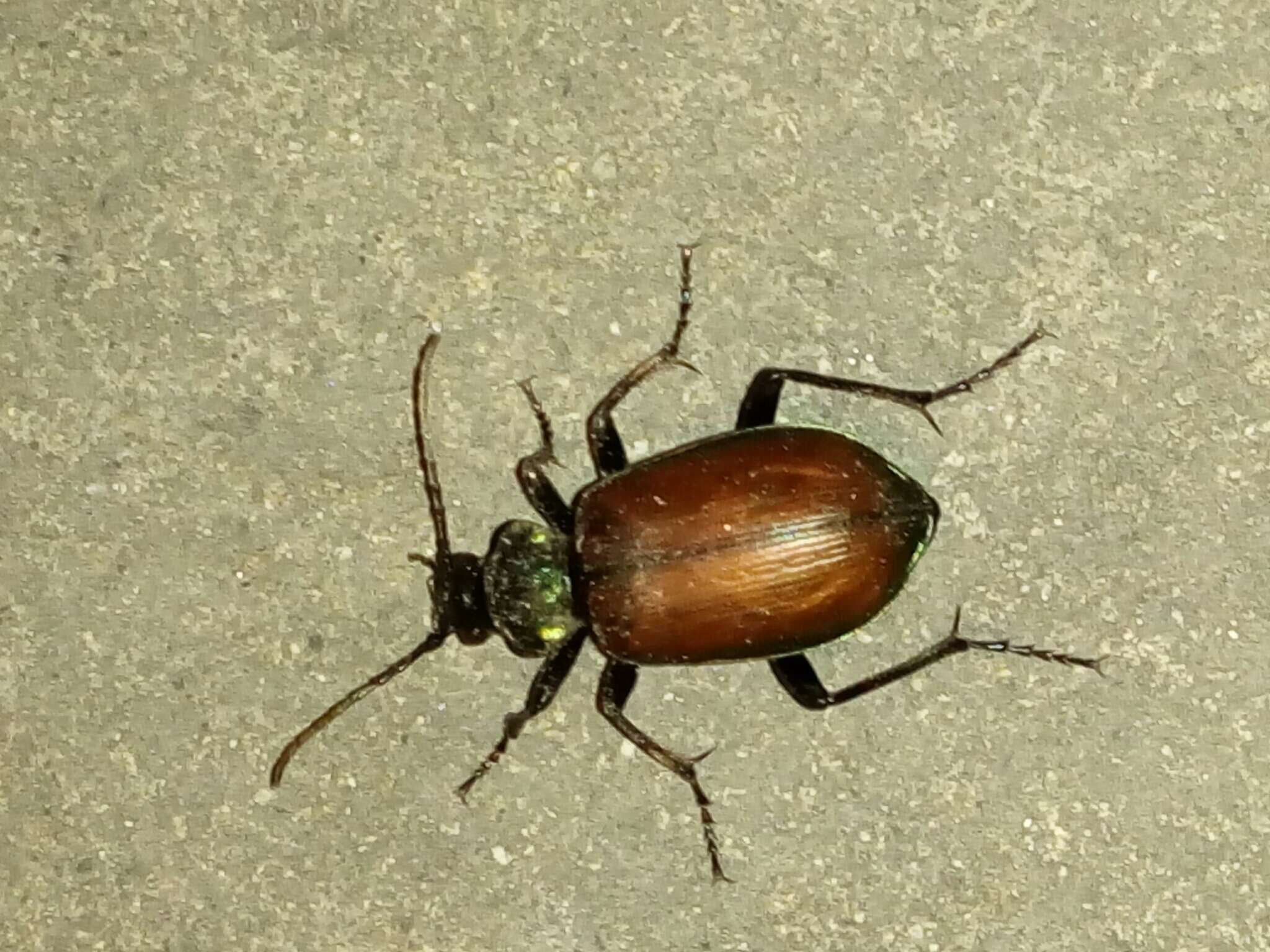 Imagem de Calosoma (Castrida) rufipenne Dejean 1831