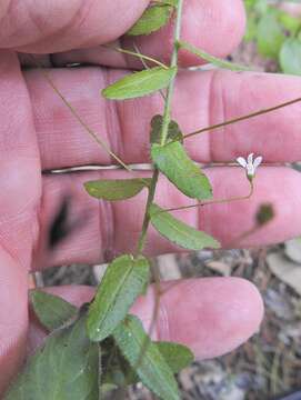 Image of spreading leastdaisy