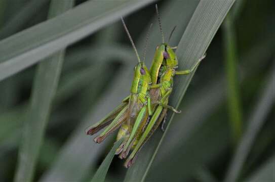 Image de Euthystira brachyptera brachyptera (Ocskay 1826)