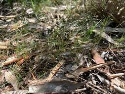 Image of silver hairgrass