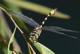 صورة Ictinogomphus dobsoni Watson 1969