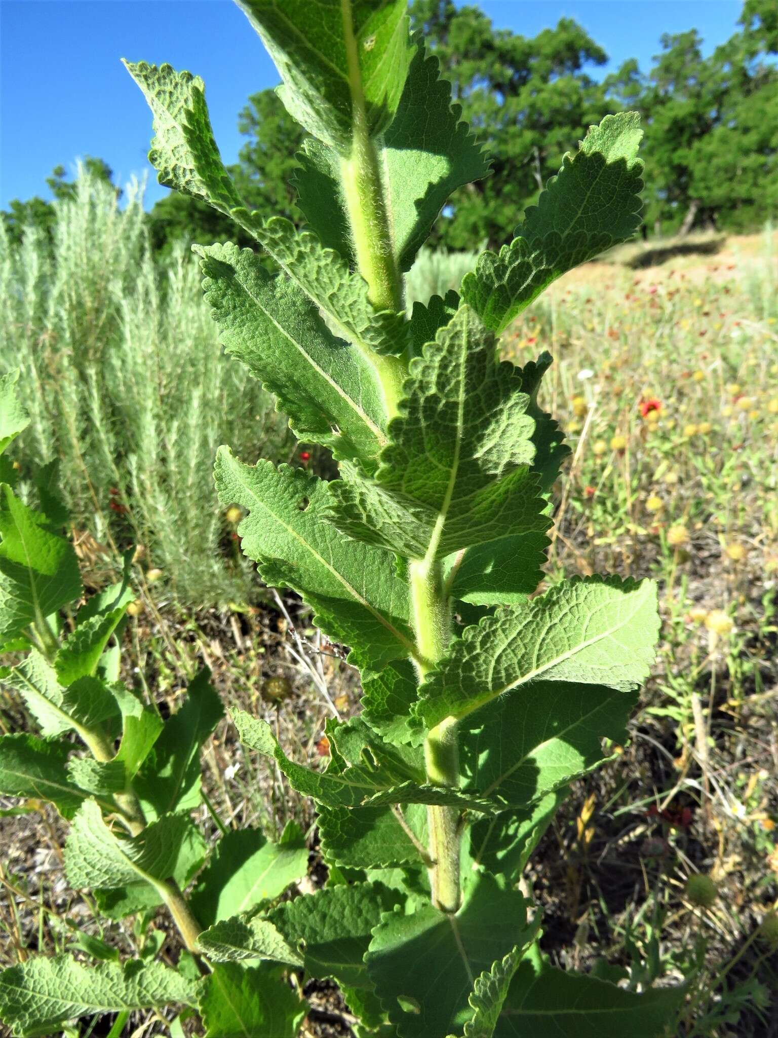 Image of Texas greeneyes