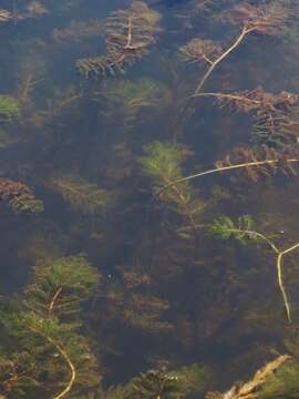 Image of Eurasian Water-Milfoil