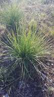 Image of Asphodeline taurica (Pall. ex M. Bieb.) Endl.