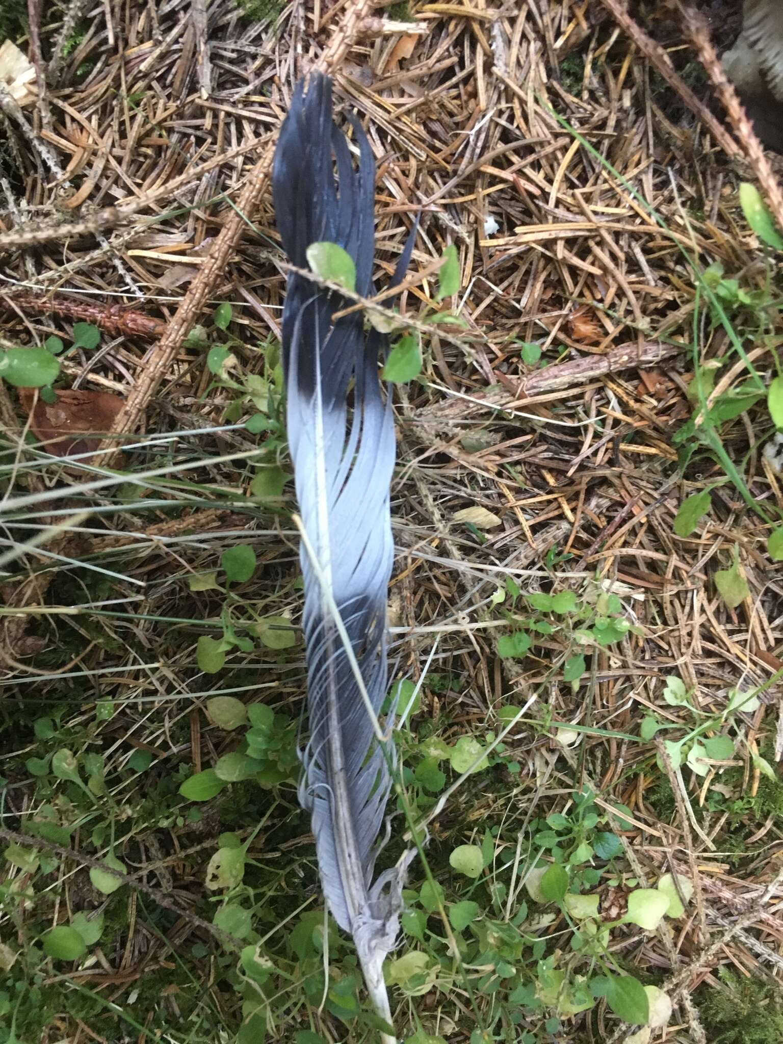 Image of Columba palumbus palumbus Linnaeus 1758