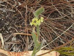 Image of Centella difformis (Eckl. & Zeyh.) Adamson