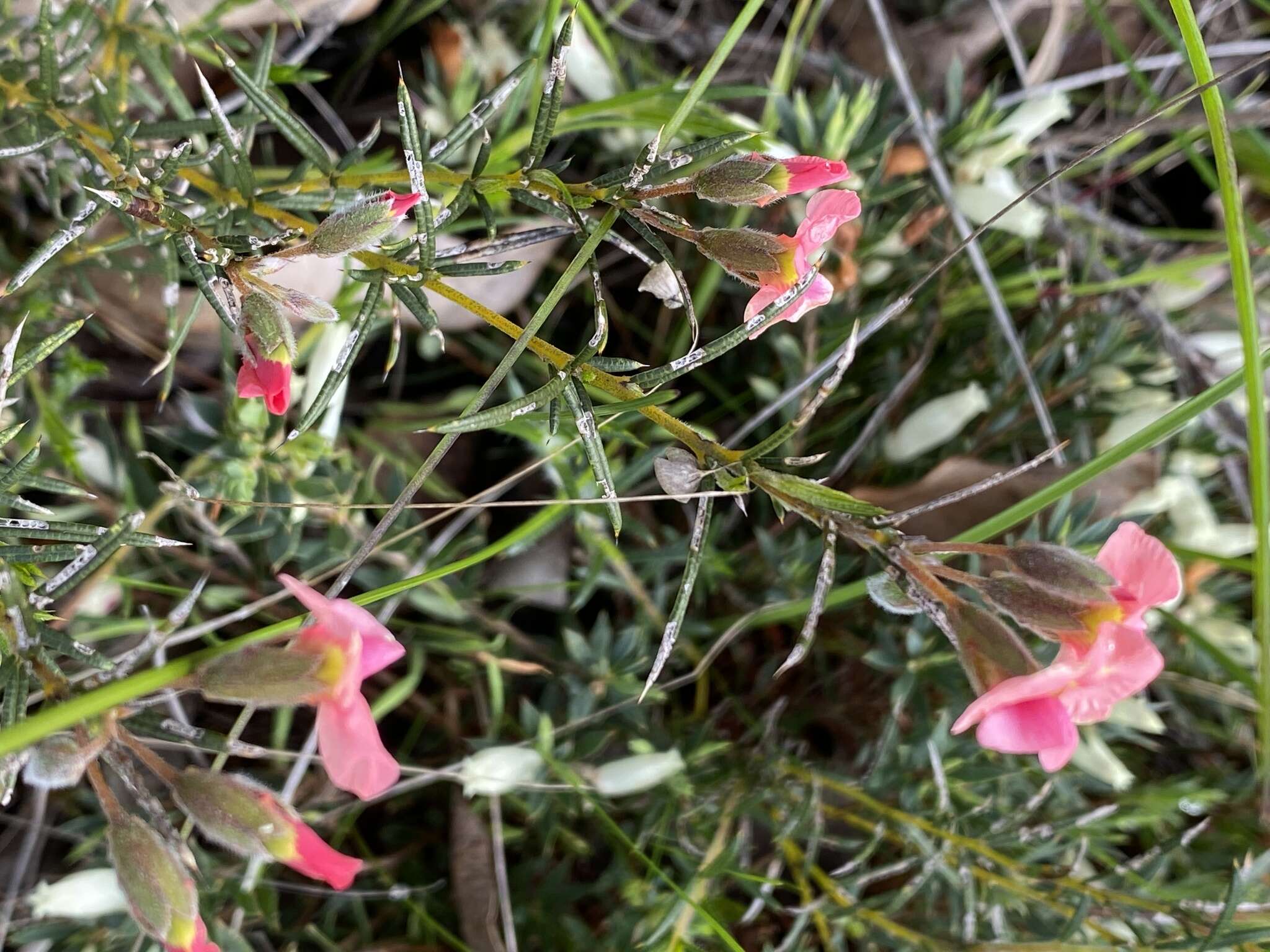 Image of Chorizema aciculare (DC.) A. W. Hill