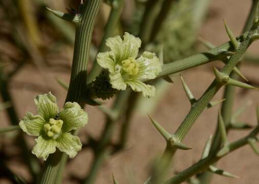 Plancia ëd Acanthosicyos horridus Welw.