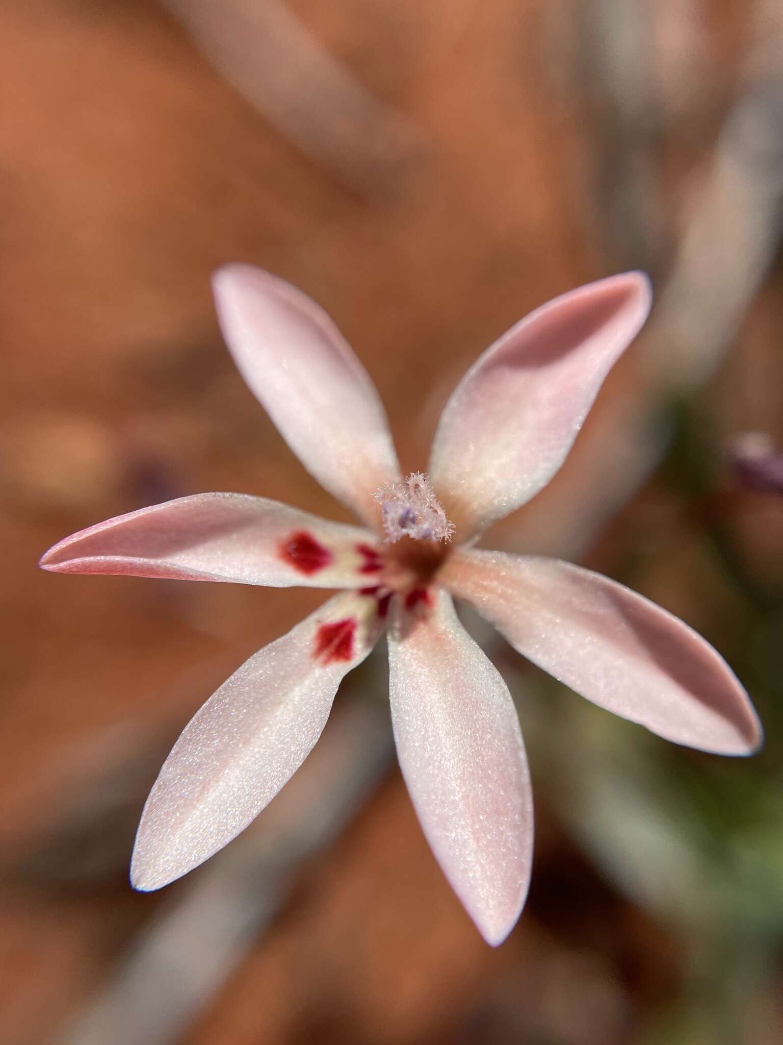 Image of Lapeirousia arenicola Schltr.