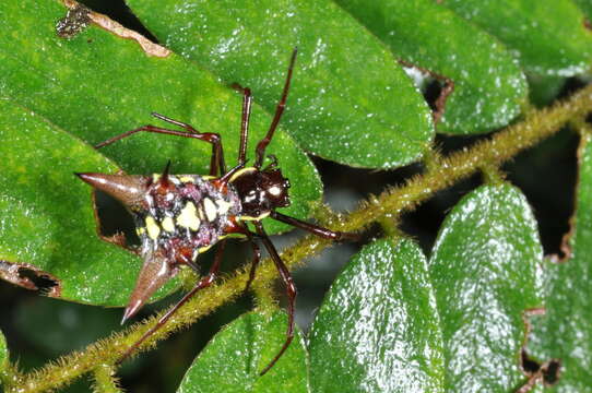 Image of Micrathena spinosa (Linnaeus 1758)