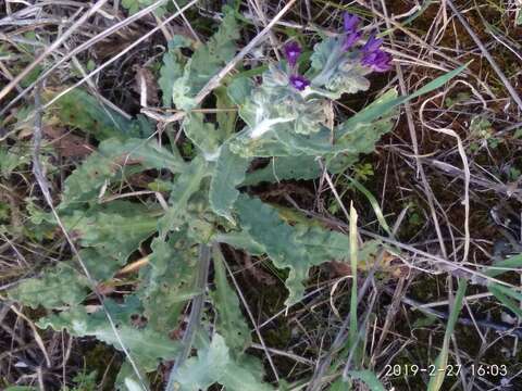 Imagem de Anchusa undulata L.