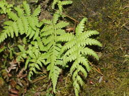 Image de Coryphopteris castanea (Tagawa) Y. Hang Chang, Ebihara & L. Y. Kuo