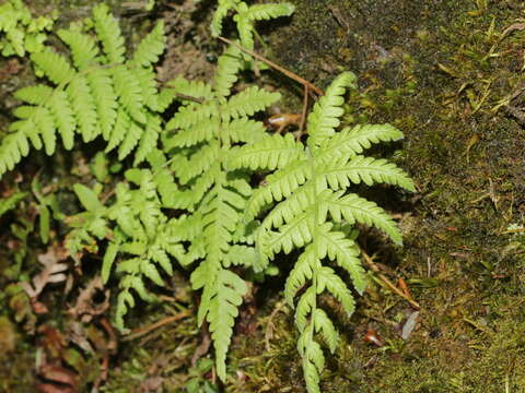 Plancia ëd Coryphopteris castanea (Tagawa) Y. Hang Chang, Ebihara & L. Y. Kuo