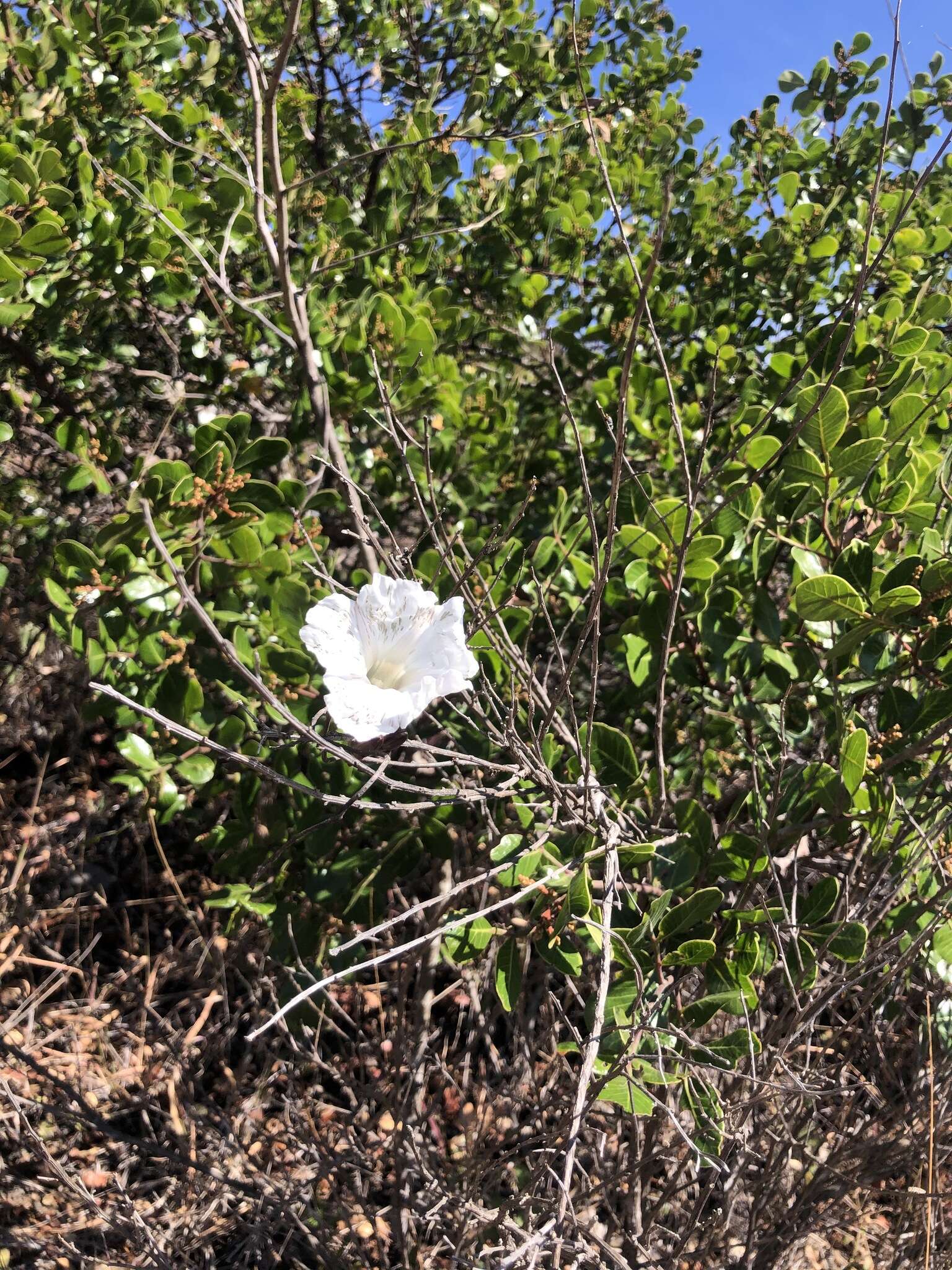 Слика од Ipomoea pruinosa G. D. Mc Pherson