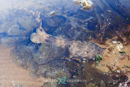 Image of Northern Wobbegong