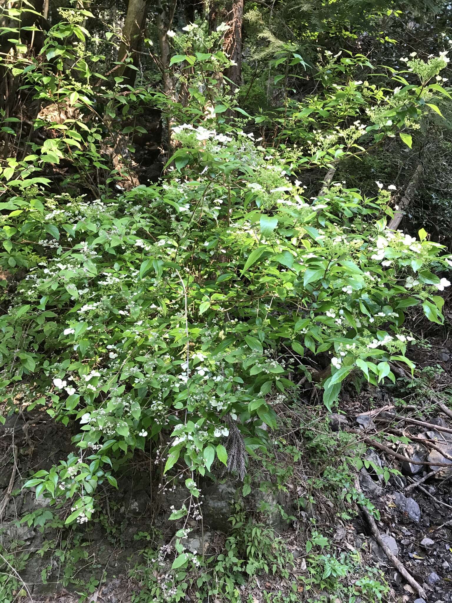 Image of Hydrangea scandens (L. fil.) Ser.