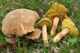 Image of Boletus ferrugineus Schaeff. 1774