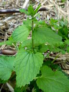 Image of field woundwort