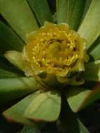 Imagem de Leucadendron burchellii I. J. M. Williams