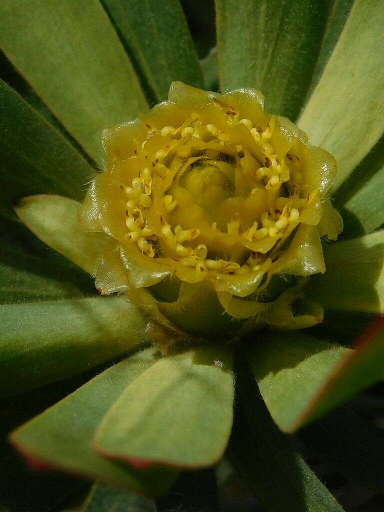 Imagem de Leucadendron burchellii I. J. M. Williams