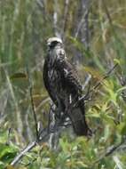 Image of Everglade snail kite