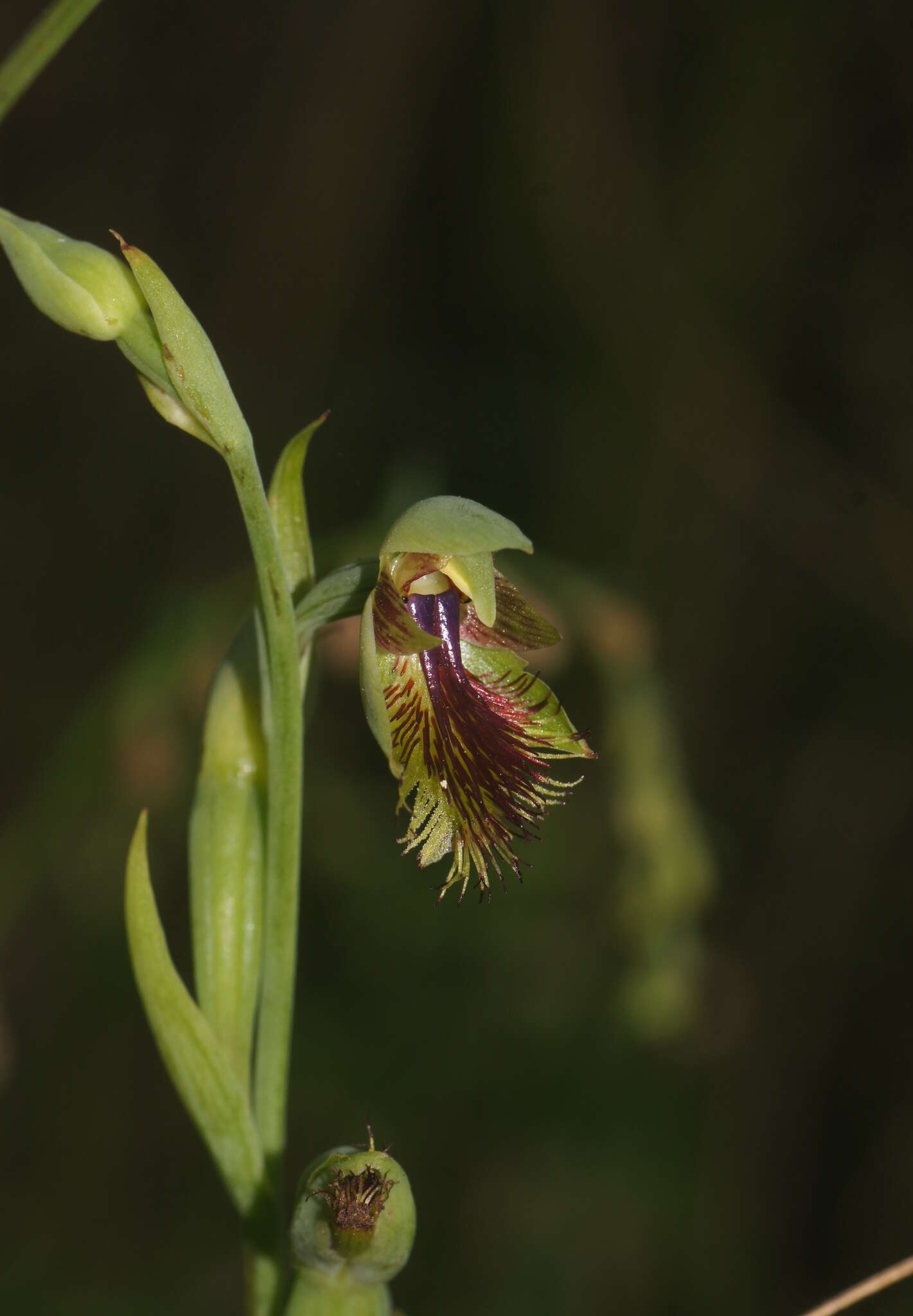 Imagem de Calochilus campestris R. Br.