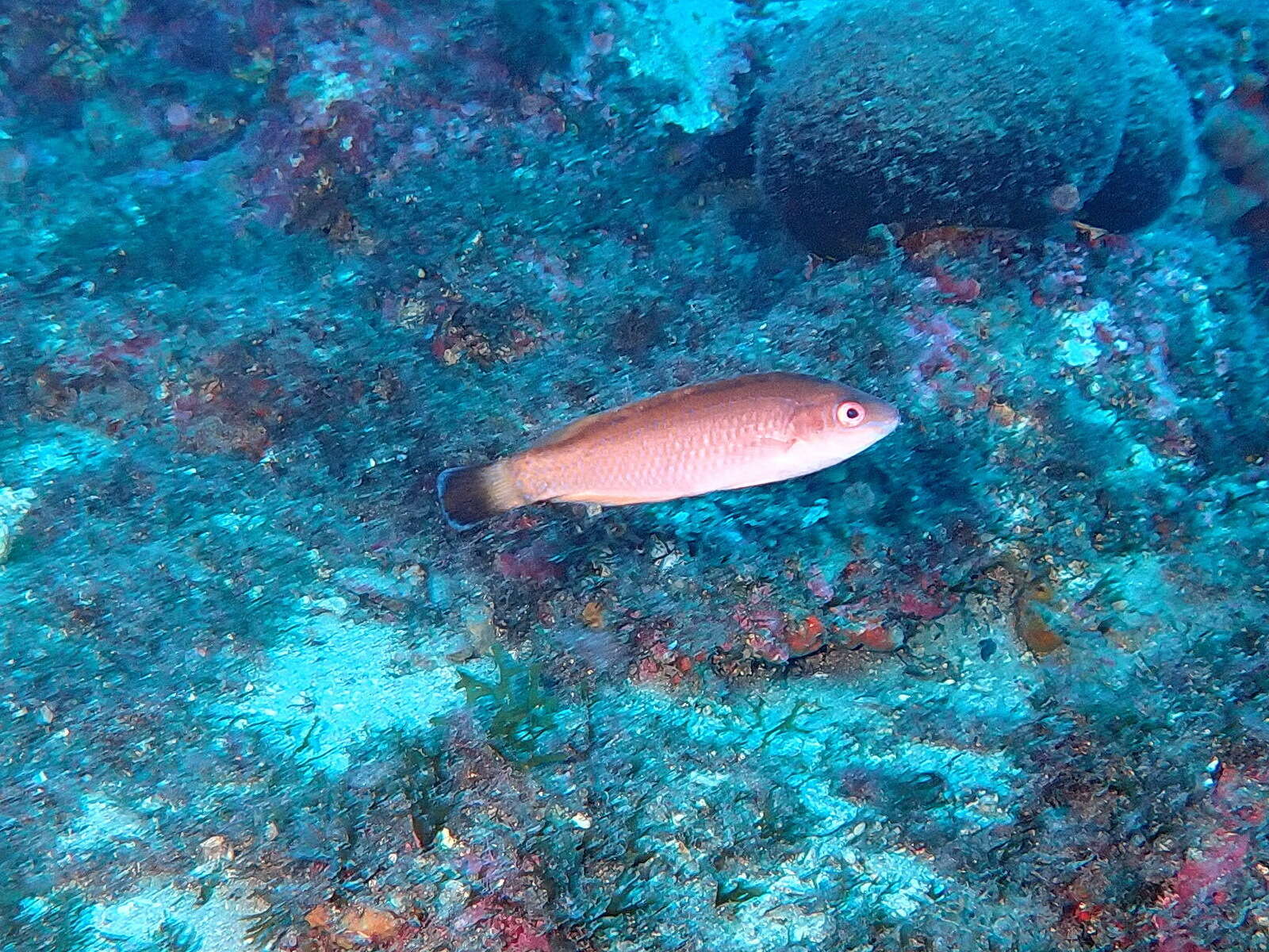 Image of Blacktailed Wrasse