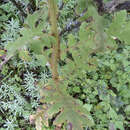 Image of Meconopsis paniculata subsp. paniculata