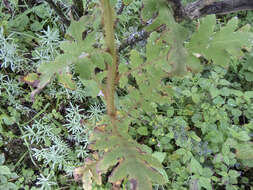 Image of Meconopsis paniculata subsp. paniculata