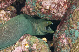 Image of Speckled moray