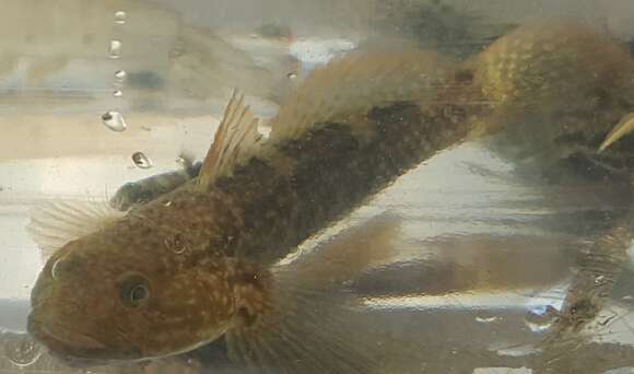 Image of Frillfin Goby