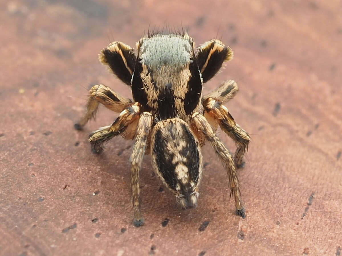 Image of Habronattus mexicanus (Peckham & Peckham 1896)