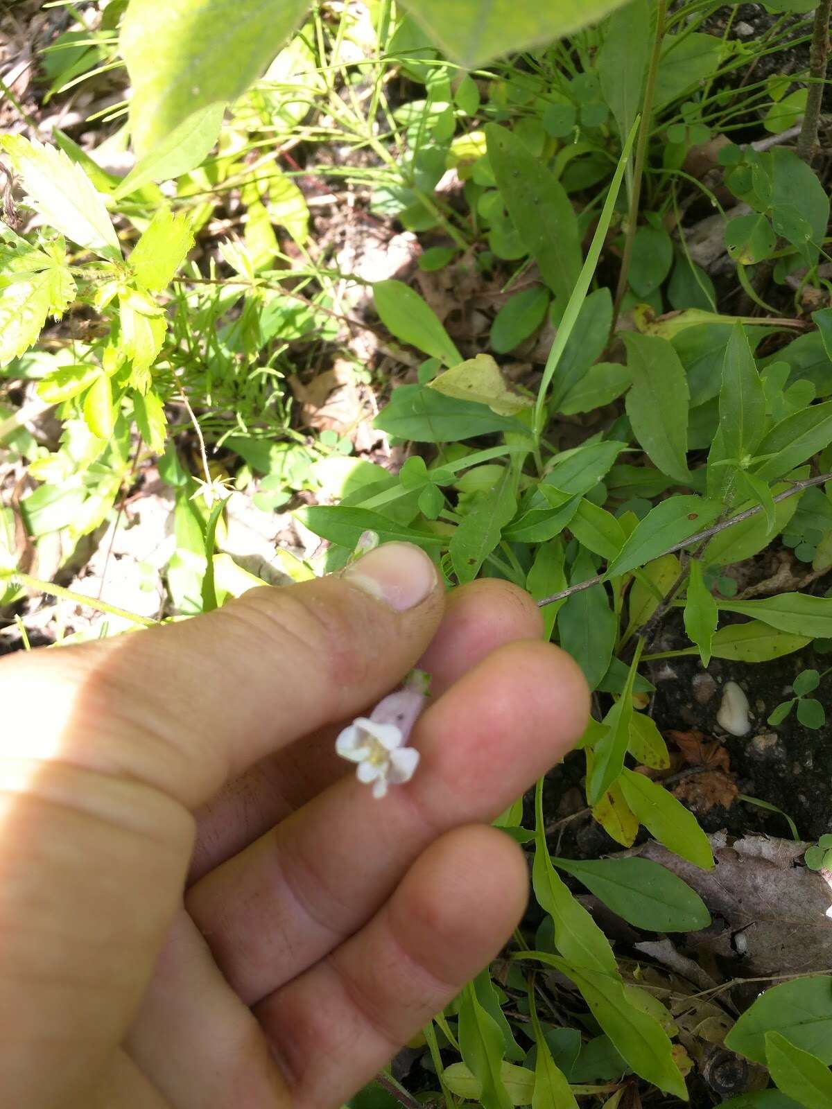 Image de Penstemon hirsutus (L.) Willd.