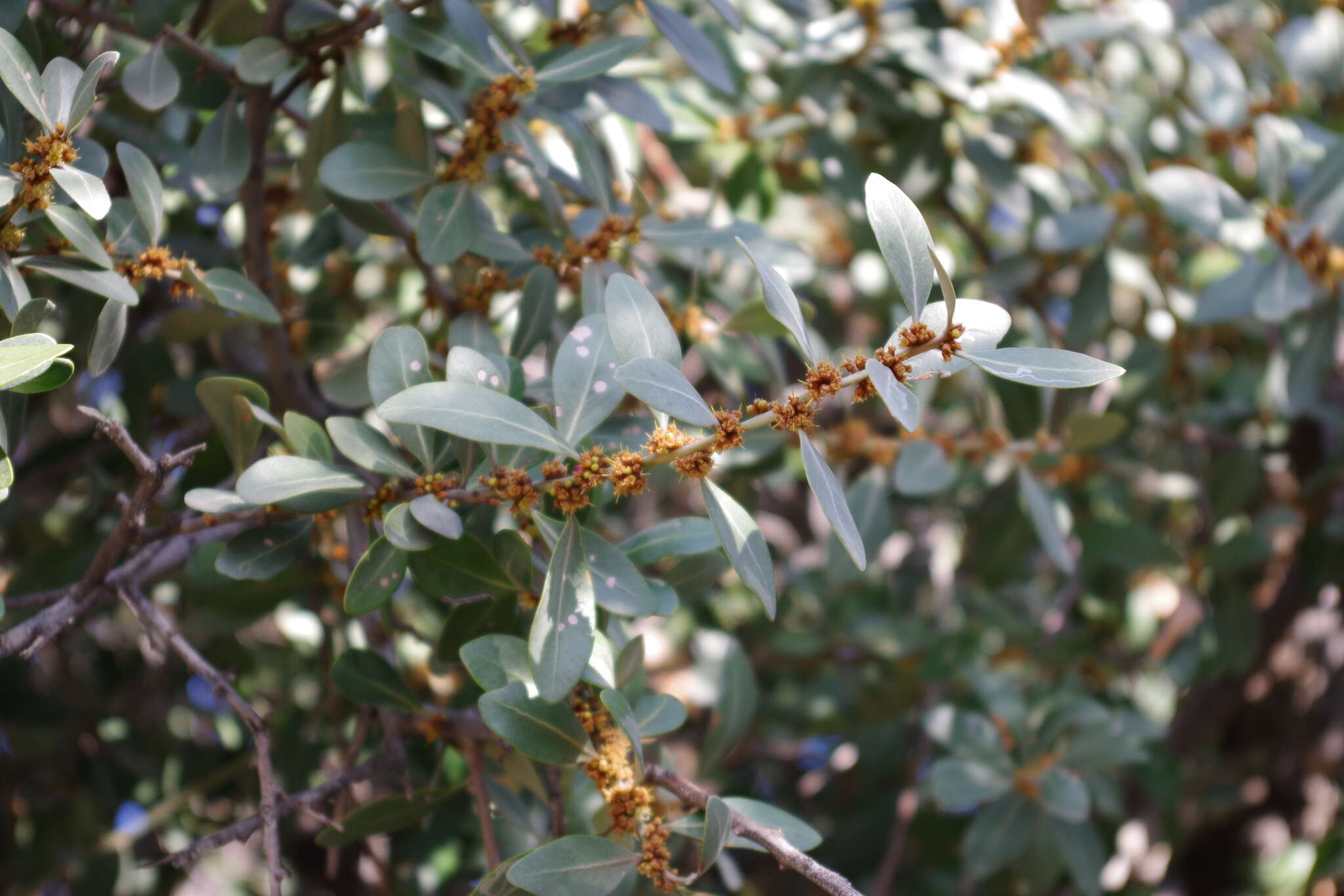 Image of Sideroxylon mascatense (A. DC.) T. D. Penn.