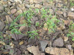 Bidens parviflora Willd.的圖片