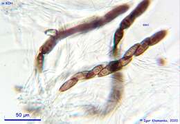 Imagem de <i>Navicella elegans</i> Fabre