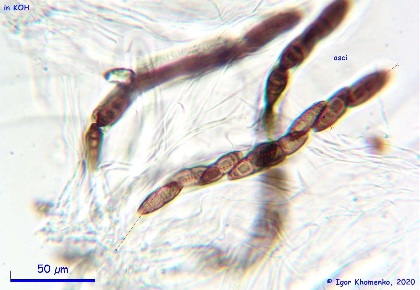 Image of <i>Navicella elegans</i> Fabre