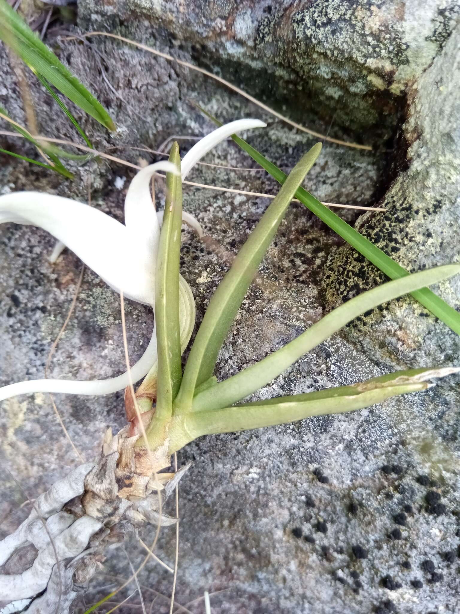 Imagem de Angraecum rutenbergianum Kraenzl.