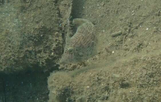 Image of Reticulated leatherjacket