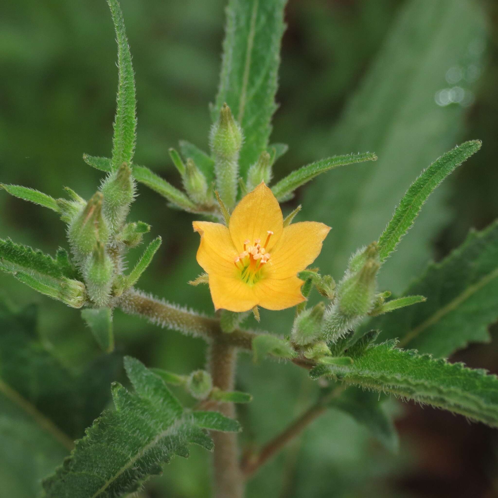 Image of isolated blazingstar