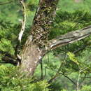 Image of Dendrobium sanseiense Hayata