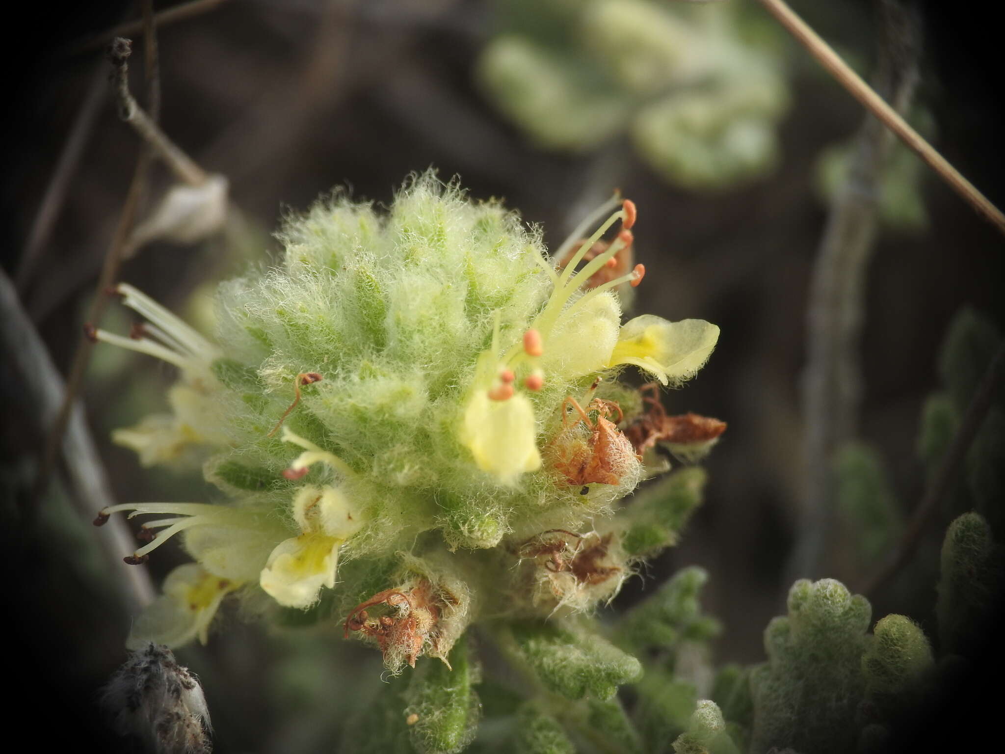 Image of Teucrium rouyanum Coste & Soulié