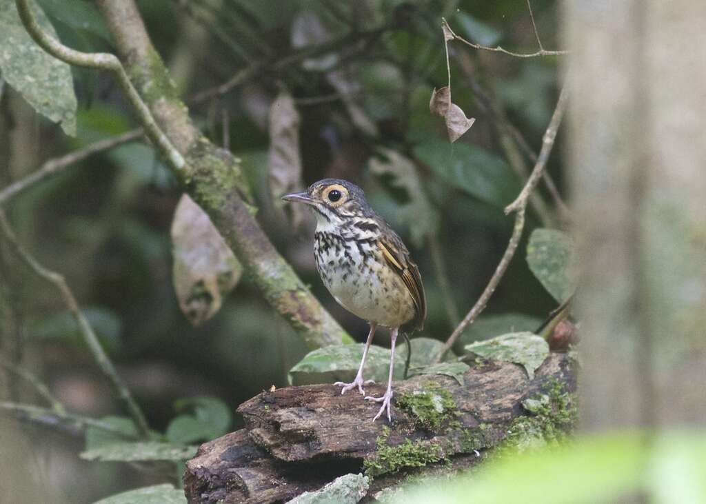 Image of Snethlage's Antpitta