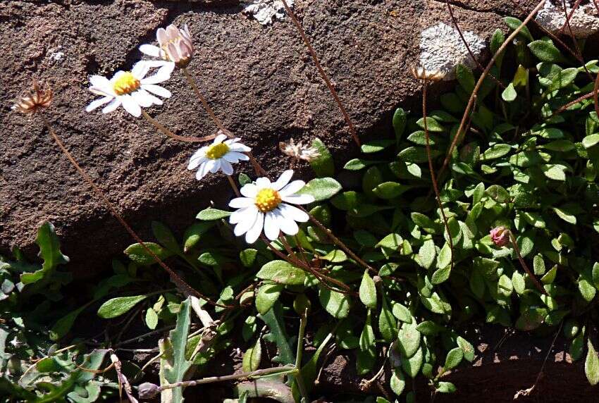 Image de Bellium fausse pâquerette