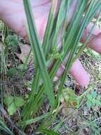 Image of eastern narrowleaf sedge