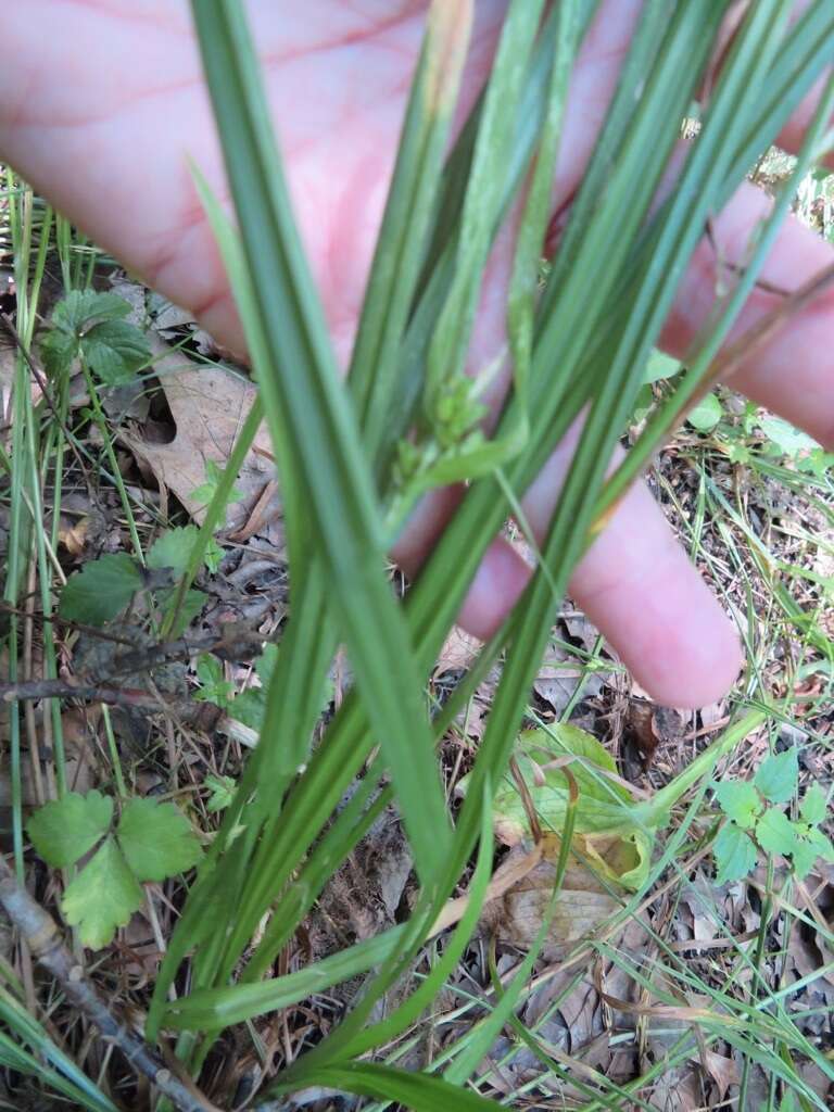 Imagem de Carex amphibola Steud.