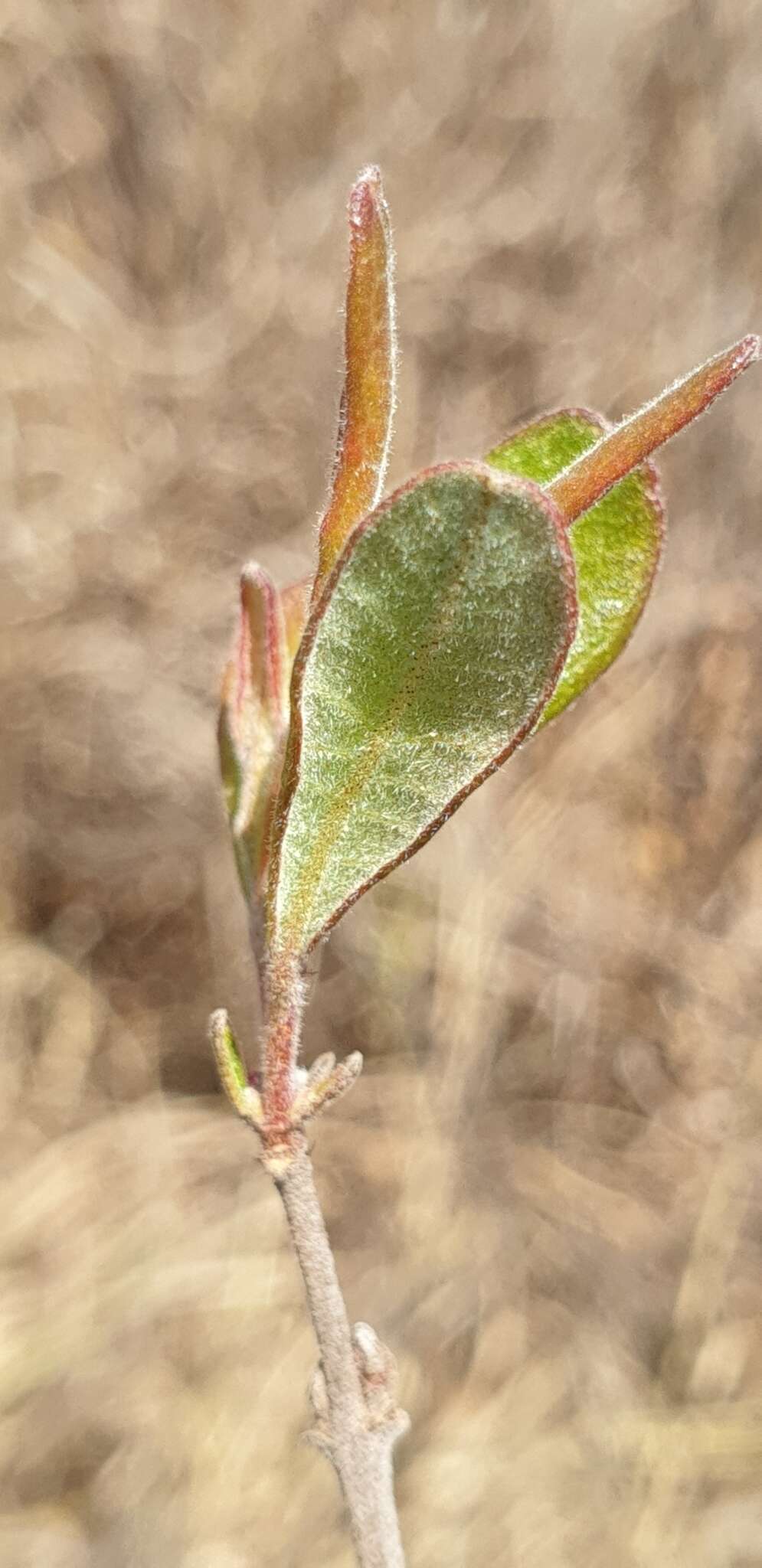 Sivun Koehneria madagascariensis (Baker) S. A. Graham, H. Tobe & P. Baas kuva