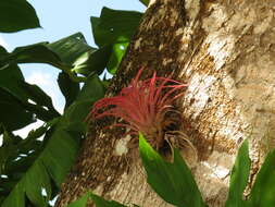 Imagem de Tillandsia brachycaulos Schltdl.