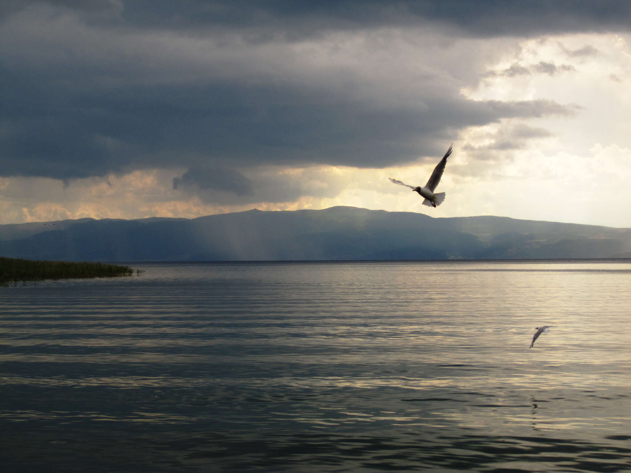 Image of Black-headed Gull